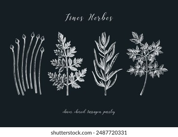 Sketch style fines herbes set. French herbs sketches. Parsley, Chives, Tarragon, Chervil, hand-drawn vector illustration on chalkboard. French cuisine. NOT AI generated