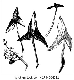 Sketch style flower and leaves set. vector Ink drawing herbal. Sagittaria. River nifty gentle hand drawn botanical stalk. Vintage nature element for visit card or wedding invitation. 