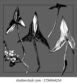 Sketch style flower and leaves set. vector Ink drawing herbal. Sagittaria. River nifty gentle hand drawn botanical stalk. Vintage nature element for visit card or wedding invitation. 