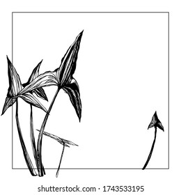 Sketch style flower and leaves set. vector Ink drawing herbal. Sagittaria. River nifty gentle hand drawn botanical stalk. Vintage nature element for visit card or wedding invitation. 