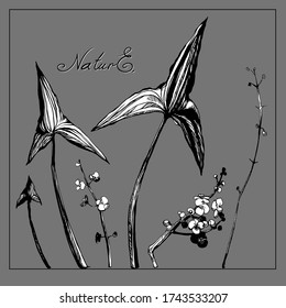 Sketch style flower and leaves set. vector Ink drawing herbal. Sagittaria. River nifty gentle hand drawn botanical stalk. Vintage nature element for visit card or wedding invitation. 