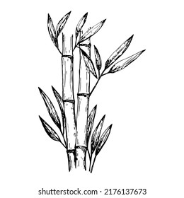 Sketch style hand drawn bamboo