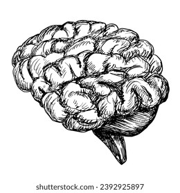 Sketch style human brain. Hand drawn brain with hatching. Engraving style. Anatomical illustration. Isolated black and white vector brain. Lateral view