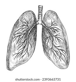 Sketch style human lungs. Hand drawn lungs with bronchi. Engraving style. Anatomical illustration. Human organ. Isolated black and white vector lungs