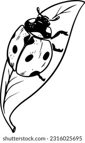 Sketch style ladybug crawling on leaf black lineart isolated on white background