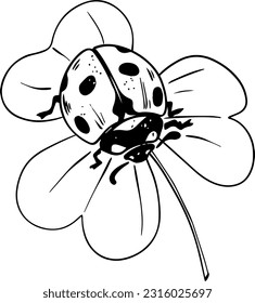 Esbozo estilo ladybug gateo en hojas de trébol lino negro aislado en fondo blanco