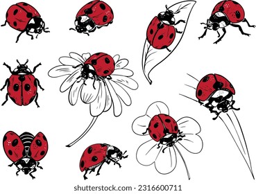 Sketch style ladybug set illustration black lineart red fill isolated on white background