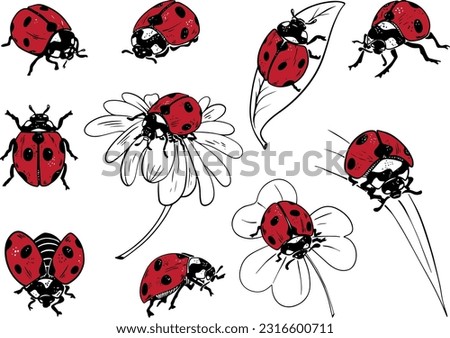 Sketch style ladybug set illustration black lineart red fill isolated on white background
