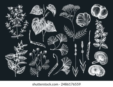 Sketch style mental health herbs and mushrooms. Hand-drawn vector illustrations. Healing plants, natural remedies, medicinal mushrooms on chalkboard. NOT AI generated 