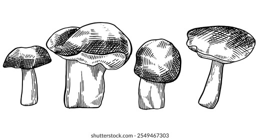 Cogumelo estilo Sketch. Cogumelos desenhados à mão. Ilustração com tinta vetorial.