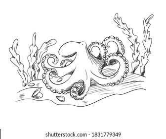 Sketch style octopus on the seabed. Seashells and algae with an underwater landscape. Hand drawn design. Vector illustration