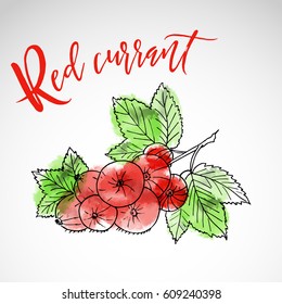 sketch style painting red currant Retro style berry