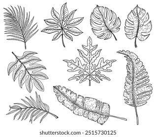 Sketch style tropical exotic plant leaves set. Leaves isolated on white. Tropical leaves. Hand drawn vector illustration.