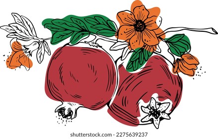 Sketch style two whole pomegranate fruits with leaves and flowers on white background