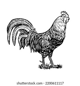 Sketch style vector illustration of domestic fowl. Poultry bird - rooster