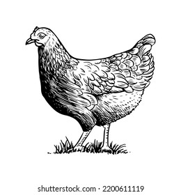 Sketch style vector illustration of domestic fowl. Poultry bird - chicken or hen