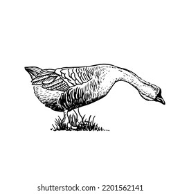 Sketch style vector illustration of domestic fowl. Poultry bird - goose
