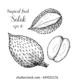  sketch style vector illustration of salak fruit