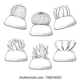 Sketch of succulents in pots. Vector illustration of a sketch style.
