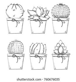 Sketch of succulents in pots. Vector illustration of a sketch style.