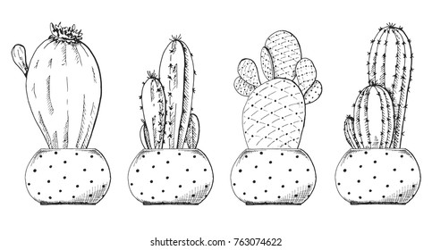 Sketch of succulents in pots. Vector illustration of a sketch style.