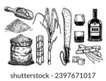 Sketch sugar cane, sugarcane farm harvest, glass and bottle of rum. Sugarcane leaf, sugar plant stalks, alcoholic beverage rum, glass, bottle. Sugar manufacturing hand drawn vector set. Vintage style