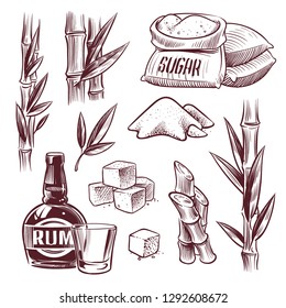 Sketch sugar cane. Sugarcane sweet leaf, sugar plant stalks, rum drink glass and bottle. Sugar manufacturing hand drawn vector set