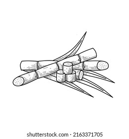 Sketch of sugarcane, with stems and leaves, isolated on a white background, suitable for packaging labels of processed sugarcane products. vector illustration.