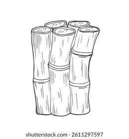 Sketch of sugarcane, with stems and leaves, isolated on a white background, suitable for packaging labels of processed sugarcane products. vector illustration.