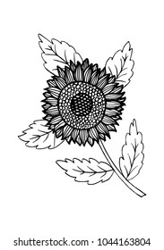 Sketch of Sunflower sketch