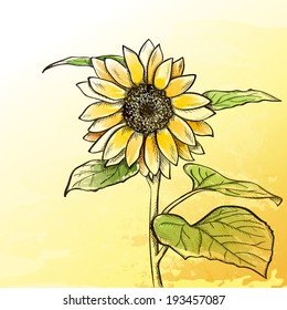 Sketch sunflower background, hand drawn flower