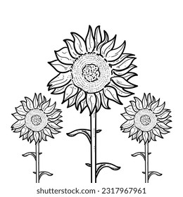 Sketch Sunflower flora botanical isolated on white background vector modern illustrations