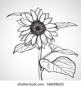 Sunflower Drawing Images Stock Photos Vectors Shutterstock