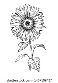 Sketch of sunflower. Hand drawn outline converted to vector.