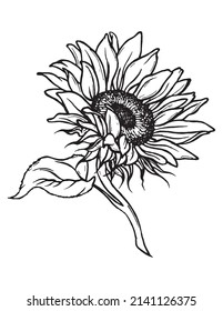 Sketch of sunflower. Hand drawn outline. Sunflower hand drawn vector collection. Black and white clipart. Hand-drawn vector