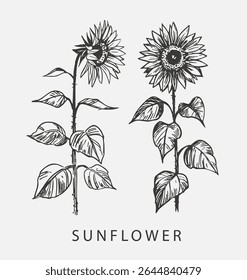 Sketch of sunflower. Hand drawn outline converted to vector.