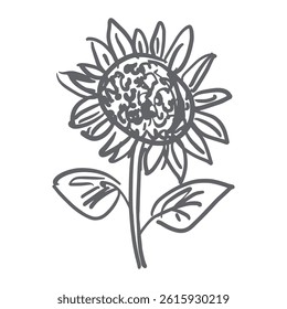 Sketch sunflower ink hand drawn vector illustration isolated on white background for packaging design food website herbal medicine	