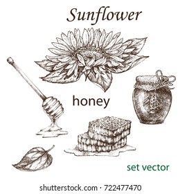Sketch of a sunflower plant and honey  in  vintage style. Design elements for postcards, ads, promotional invitations, rural markets and botanical illustrations.