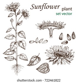 Sketch of a sunflower plant in a vintage style. Design elements for postcards, ads, promotional invitations, rural markets and botanical illustrations.