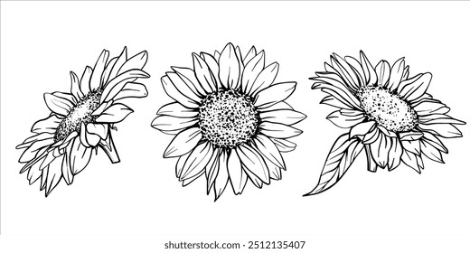 Boceto de conjunto de girasol. Pluma de la flor y dibujo de la tinta. Ilustración vectorial sobre fondo blanco. Diseño de grabado gráfico botánico. EPS10