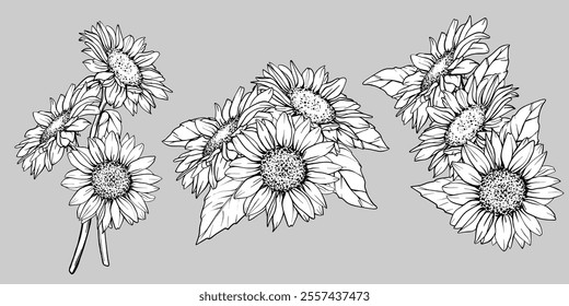 Sketch of Sunflower set. Flower Pen and Ink Drawing. Vector illustration on white background. Botanical Graphic engraving design. EPS10