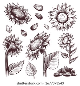 Sketch sunflowers. Monochrome floral wildflower design, sunflower seed and leaves, label elements graphic summer vintage hand drawn vector set