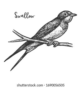 Sketch of swallow bird or martins. Vintage or retro sign of saw-wing or pied-winged passerine bird. Flying wildlife animal tattoo or mascot. Feather cartoon songbird. Fauna and biology, nature theme