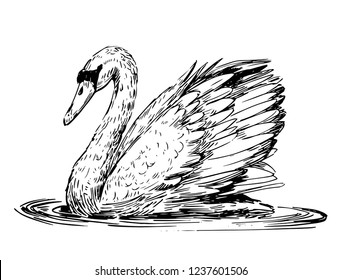 Sketch Swan Hand Drawn Illustration Converted Stock Vector (Royalty ...