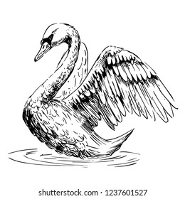 Sketch of swan. Hand drawn illustration converted to vector