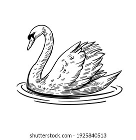 A sketch of a swan. Hand drawn illustration converted to vector. black outline on transparent background