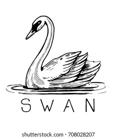 Sketch of a swan on the water. Hand drawn illustration converted to vector