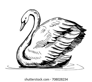 Sketch Swan Hand Drawn Illustration Converted Stock Vector (Royalty ...