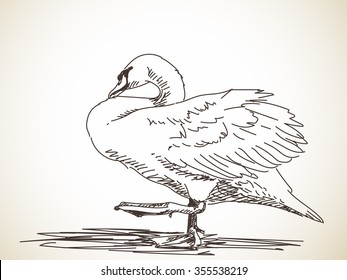 Sketch of swan standing on one leg. Hand drawn illustration