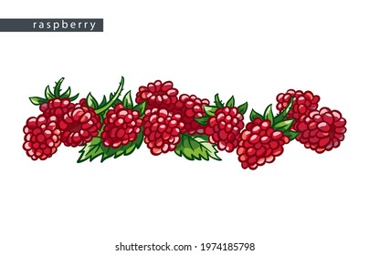 sketch sweet raspberries: lots of berries and leaves